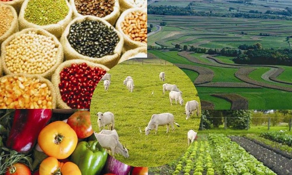 Bracamonte – Agropecuária Unipessoal Lda